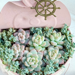 デレッセーナ（2-13）＊エケベリア＊多肉植物＊抜き苗 多肉植物 ＊N