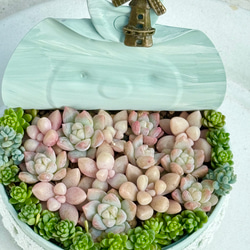 デレッセーナ（2-13）＊エケベリア＊多肉植物＊抜き苗 多肉植物 ＊N