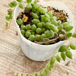 レーマニー錦＊多肉植物＊抜き苗 多肉植物 ＊N＊ 通販 19189220