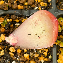 紅葉もりもりセット＊3種類＊多肉植物＊抜き苗かポットごと＊アクレ