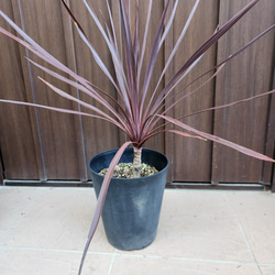 可愛い♪パールアカシア スクエア型テラコッタ鉢植え ミモザ オージー