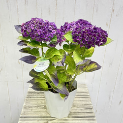 ダブルヘッド ユッカ ロストラータ アンティークテラコッタ その他