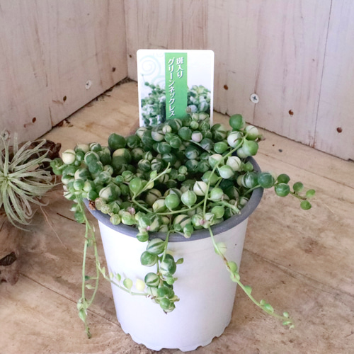 斑入り♡グリーンネックレス♡多肉植物♡ 多肉植物 nico flowers〜桜雫