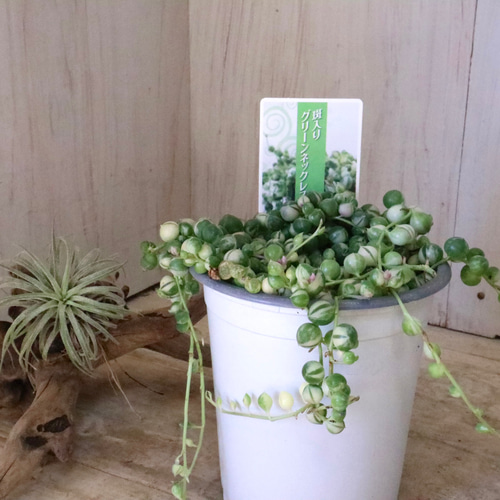 斑入り♡グリーンネックレス♡多肉植物♡ 多肉植物 nico flowers〜桜雫