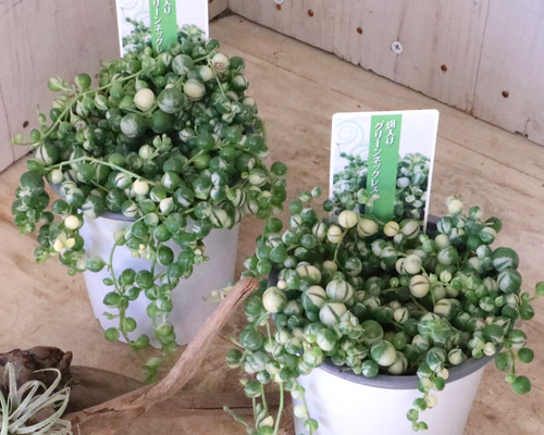 斑入り♡グリーンネックレス♡多肉植物♡ 多肉植物 nico flowers