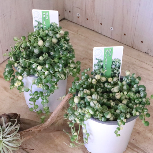 斑入り♡グリーンネックレス♡多肉植物♡ 多肉植物 nico flowers〜桜雫