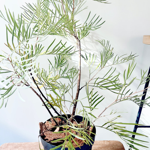 耐寒強 グレビレア カランドラジェム オージープランツ 観葉植物 calm