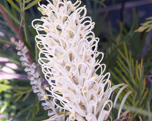 耐寒性 グレビレア ムーンライト オージープランツ 観葉植物 calm cafe