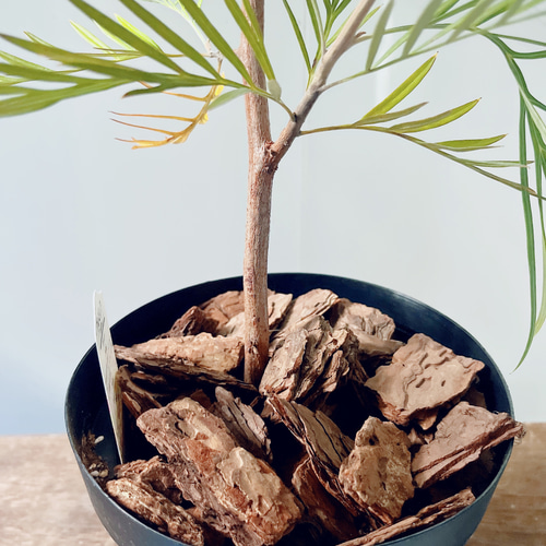 耐寒強 グレビレア ムーンライト オージープランツ 観葉植物 calm cafe 耐寒性 グレビレア ムーンライト オージープランツ 観葉植物 calm cafe