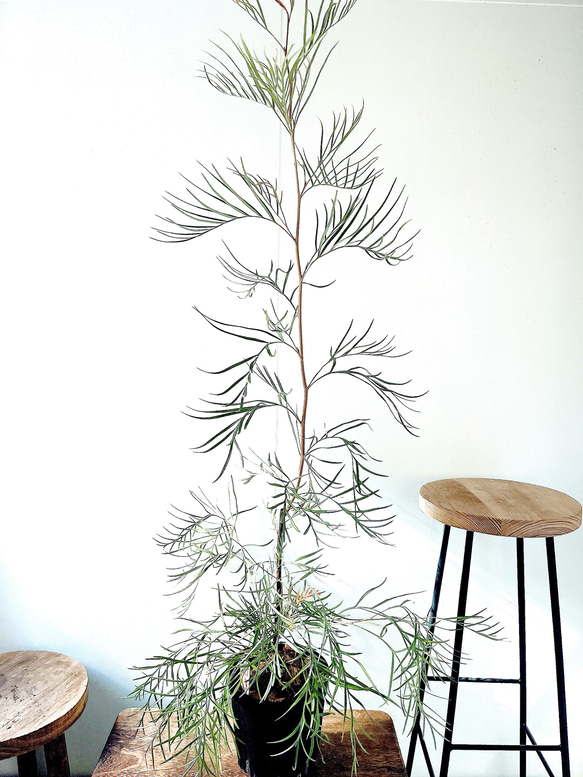 耐寒強 グレビレア ピンクサプライズ オージープランツ 観葉植物 calm ca 耐寒強 グレビレア ピンクサプライズ オージープランツ 観葉植物 calm