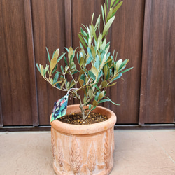 ボリューム大苗 パールアカシア テラコッタ鉢植え ミモザ 苗 オージー