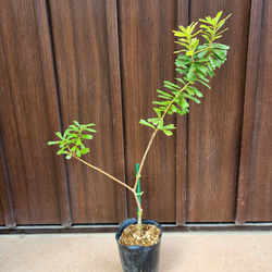 可愛い♪パールアカシア スクエア型テラコッタ鉢植え ミモザ オージー