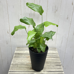 現品 極太株 オリーブの木 オリーブ souju シプレッシーノ