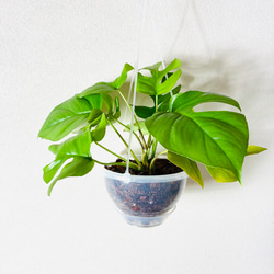 93.ドラセナ・ホワイトストライプ✴︎豪華3本立ちです✴︎ その他