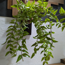 送料無料】ミクロソリウム ディべルシフォリウム『カンガルーファーン