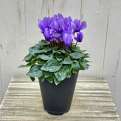 盆栽 『グミ』 和風 インテリア 花 園芸 ガーデニング おしゃれ 雑貨