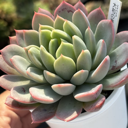 人気原種！☆ヒアリナサンルイスデラパス 実生 多肉植物 ケーレス 自家