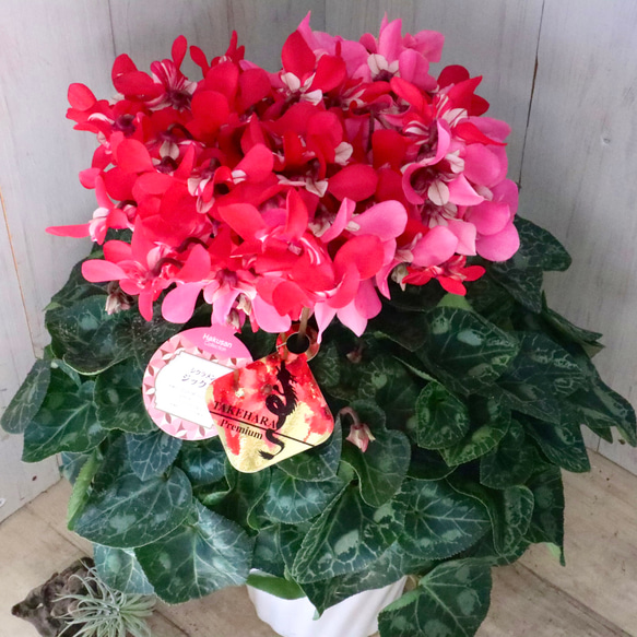 2色植え♡ジックス♡レッド♡ピンク♡シクラメン♡ アートフラワー