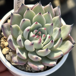 ロメオ×ざわわ　リンゼアナ×ざわわ　ざわわ ×沙羅姫牡丹　おらいさん　多肉 ロメオ×ざわわ リンゼアナ×ざわわ ざわわ ×沙羅姫牡丹 おらいさん 多肉