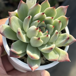 人気原種！☆ヒアリナサンルイスデラパス 実生 多肉植物 ケーレス 自家