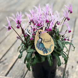 スキミア「マジックマルロー」 その他素材 Comu＊Garden 通販 16872153