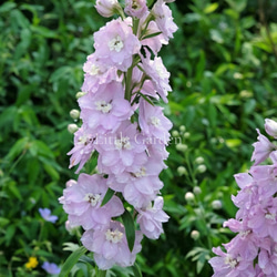 直立性☆ スギサキリウム スタンディングオベーション アートフラワー