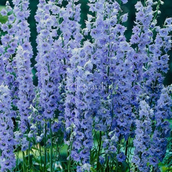 直立性☆ スギサキリウム スタンディングオベーション アートフラワー