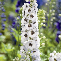 直立性☆ スギサキリウム スタンディングオベーション アートフラワー