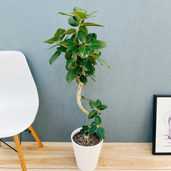 現品］【希少】エンセファラルトスプリンセプス 観葉植物 ソテツ 蘇轍