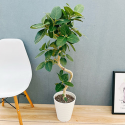 現品］【希少】4番 サイカス クリビコーラ ルテア 実生 蘇轍 観葉植物