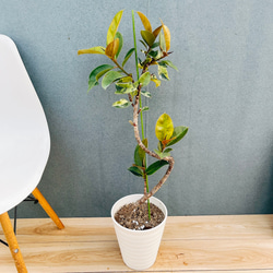 現品］【希少】2番 サイカス タイシルバー 実生 蘇轍 観葉植物 レア 6