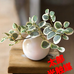 光触媒 人工観葉植物 ウォールグリーン フェイクグリーン ガジュマル