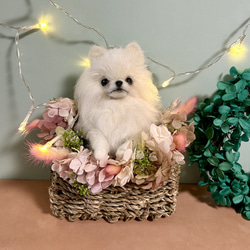 羊毛 伏せをする にこにこポメラニアン 送料無料 クリーム 羊毛