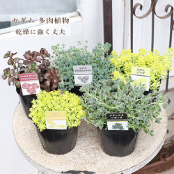 送料無料現品販売 常緑樹 パールアカシア ポダリーフォリア 8号 高さ