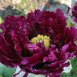 百花の王 牡丹【連鶴】半抱え八重咲きの真っ白な牡丹 最も好まれる白