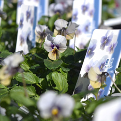 グラスファイバー ポット 新作 ホワイト 花柄 植木鉢 プランター 鉢