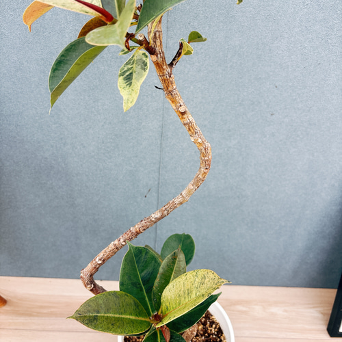 現品］【希少】95番 フィカス ジン 曲がり 7号 観葉植物 ゴムの木 室内