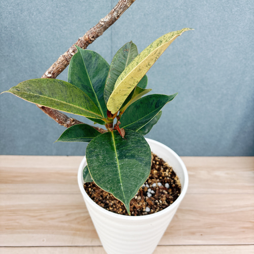 現品］【希少】95番 フィカス ジン 曲がり 7号 観葉植物 ゴムの木 室内