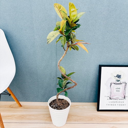 現品］【希少】95番 フィカス ジン 曲がり 7号 観葉植物 ゴムの木 室内