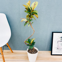 現品］91番 アガベ アテナータ 7号 観葉植物 綺麗 屋外 多肉植物 棘