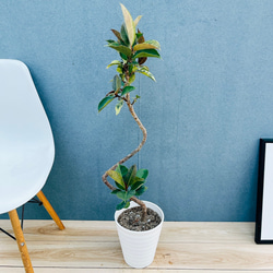 アロカシア スモー 大株 現品］【希少】ビッグサイズ！ アロカシア スモー 10号 観葉植物 室内