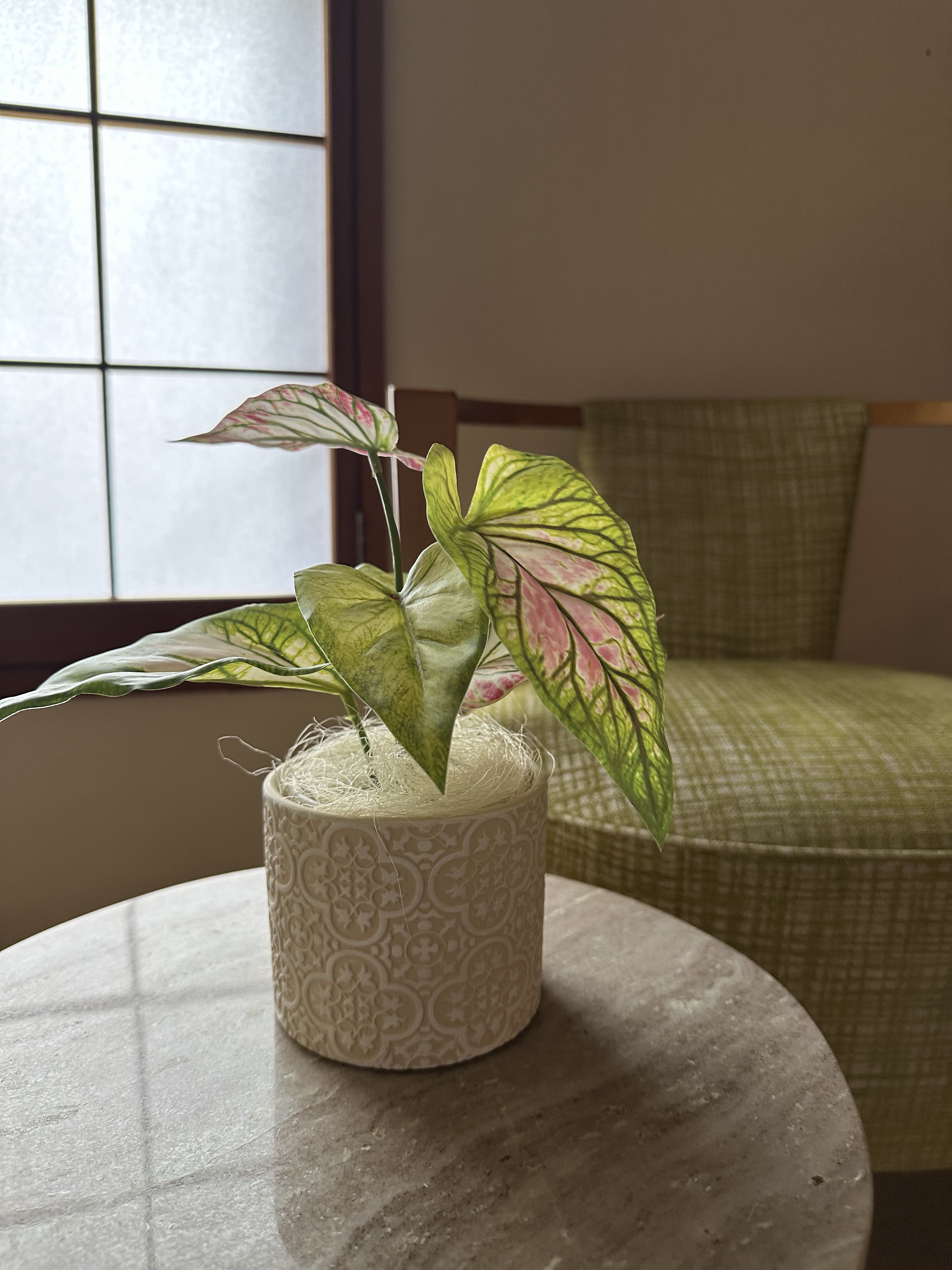 斑入りカラジウム フェイクグリーン（エクリュ柄ポット）