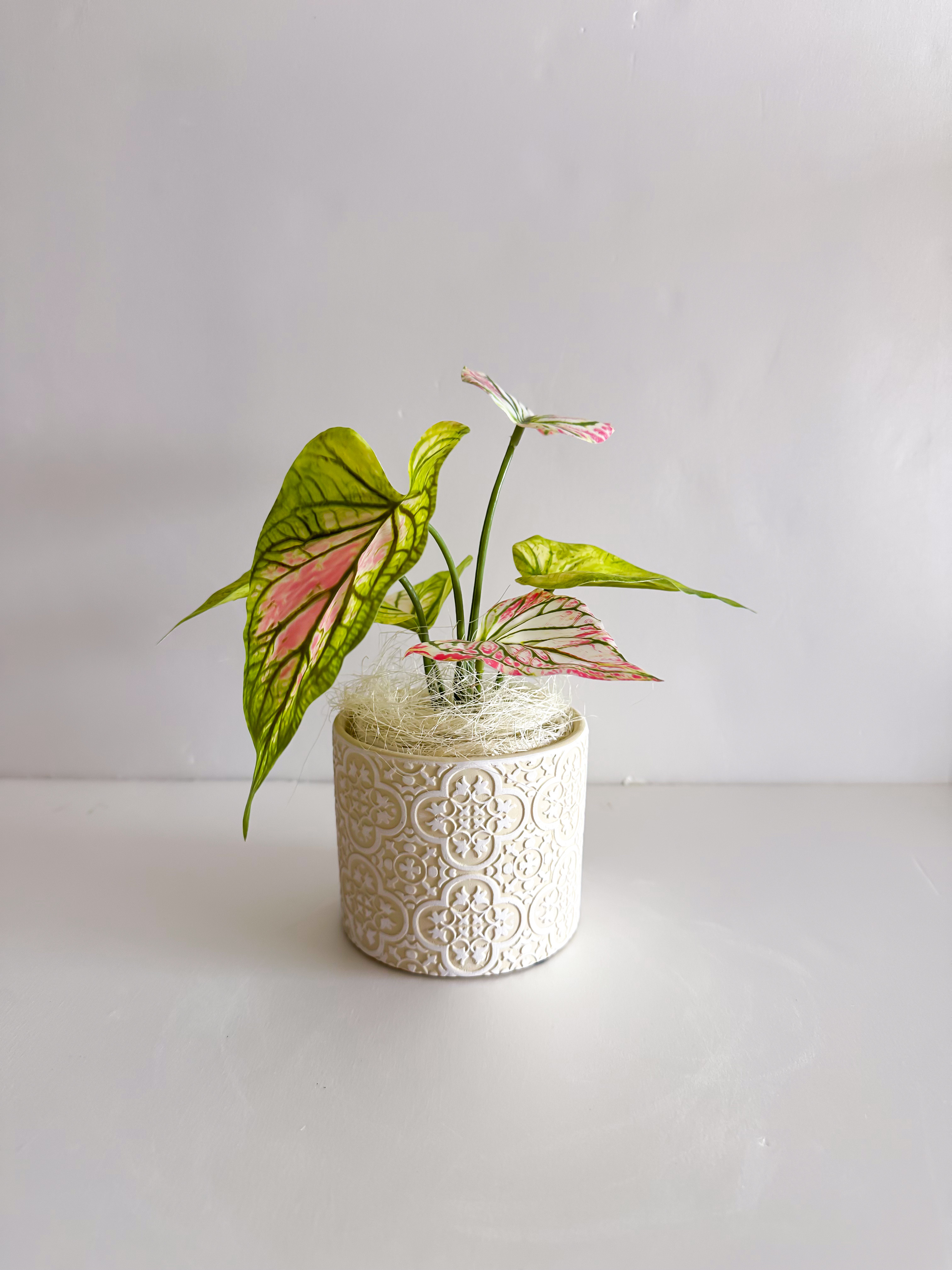 斑入りカラジウム フェイクグリーン（エクリュ柄ポット）