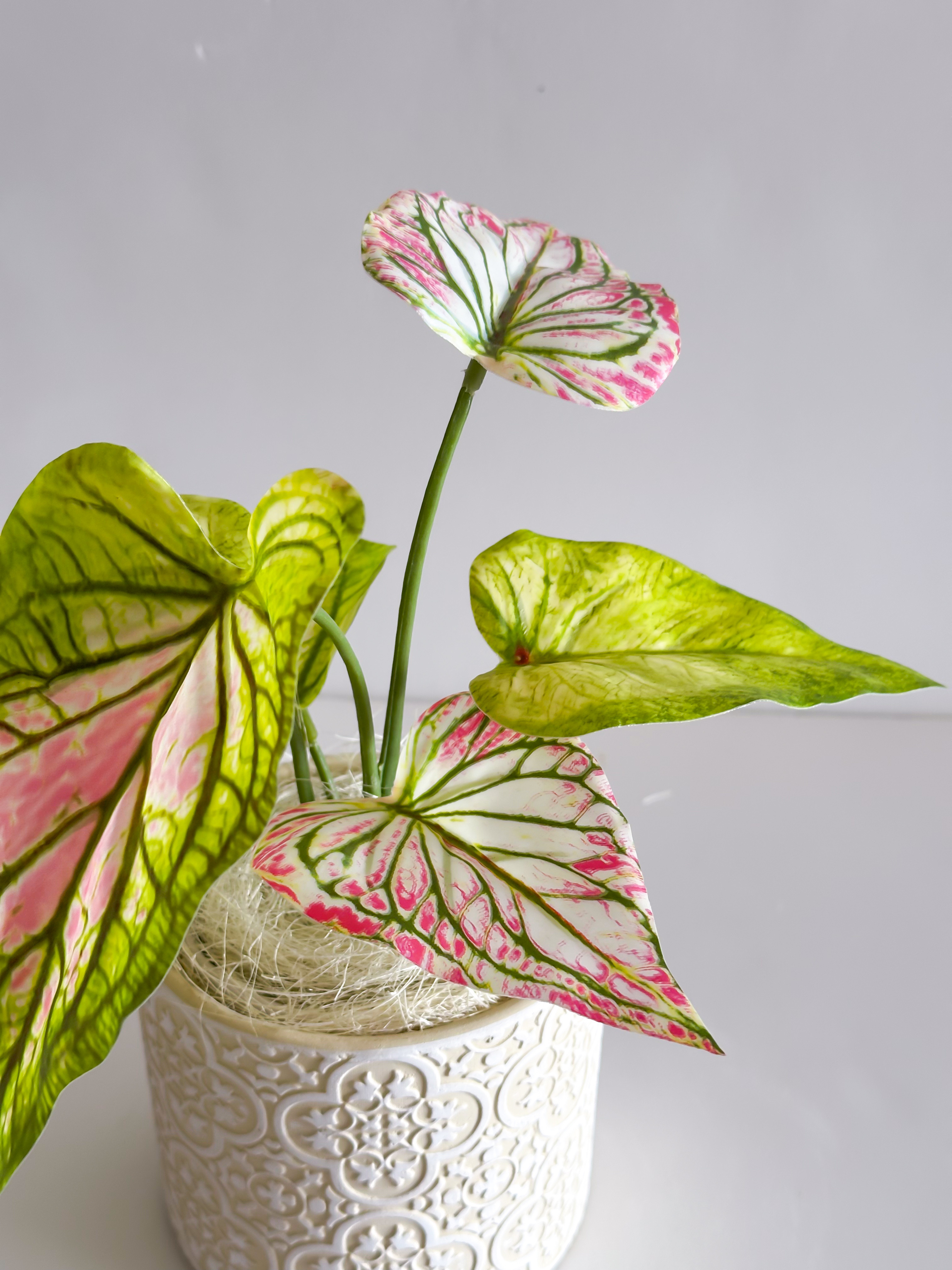 斑入りカラジウム フェイクグリーン（エクリュ柄ポット）