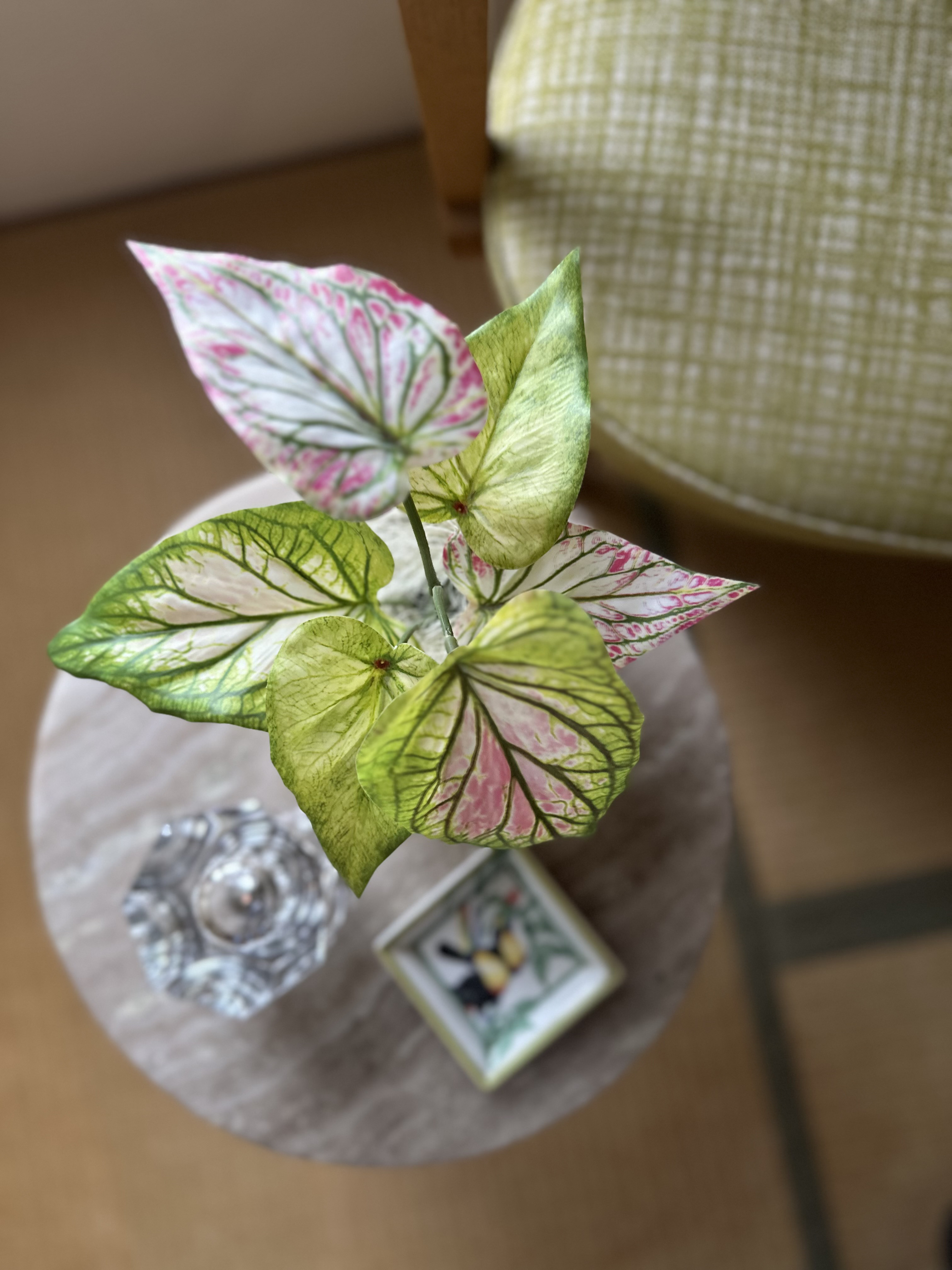 斑入りカラジウム フェイクグリーン（エクリュ柄ポット）