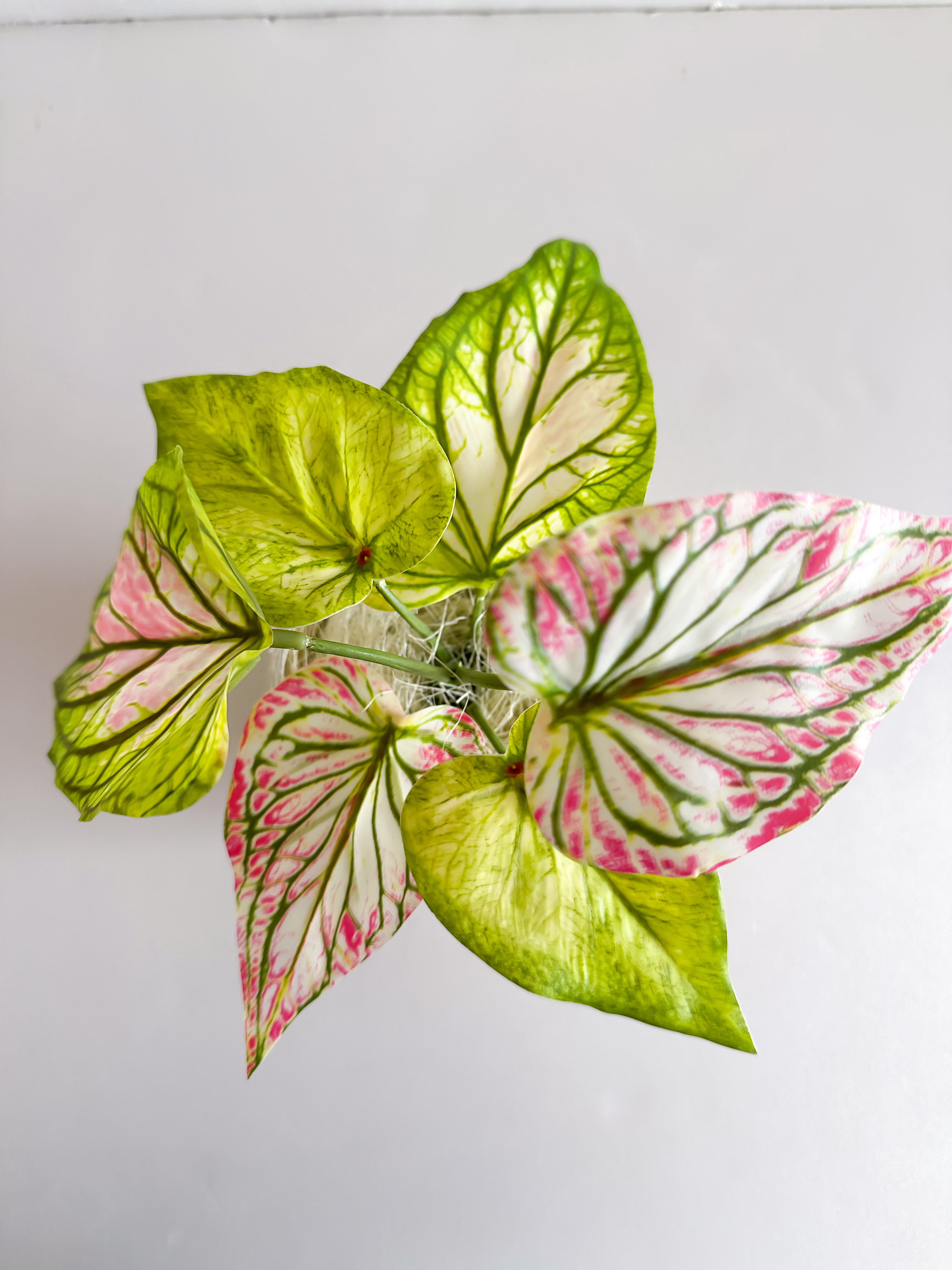 斑入りカラジウム フェイクグリーン（エクリュ柄ポット）