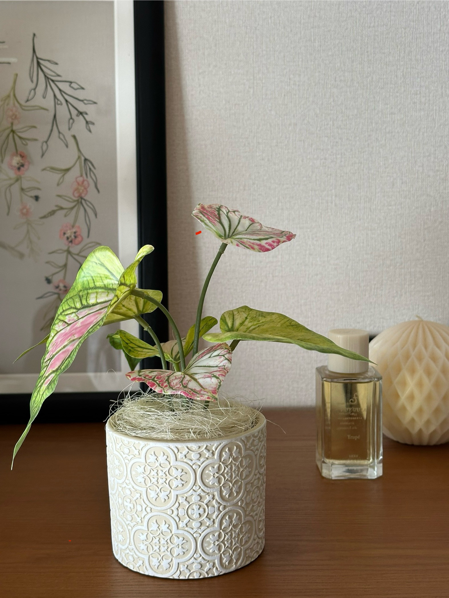 斑入りカラジウム フェイクグリーン（エクリュ柄ポット）