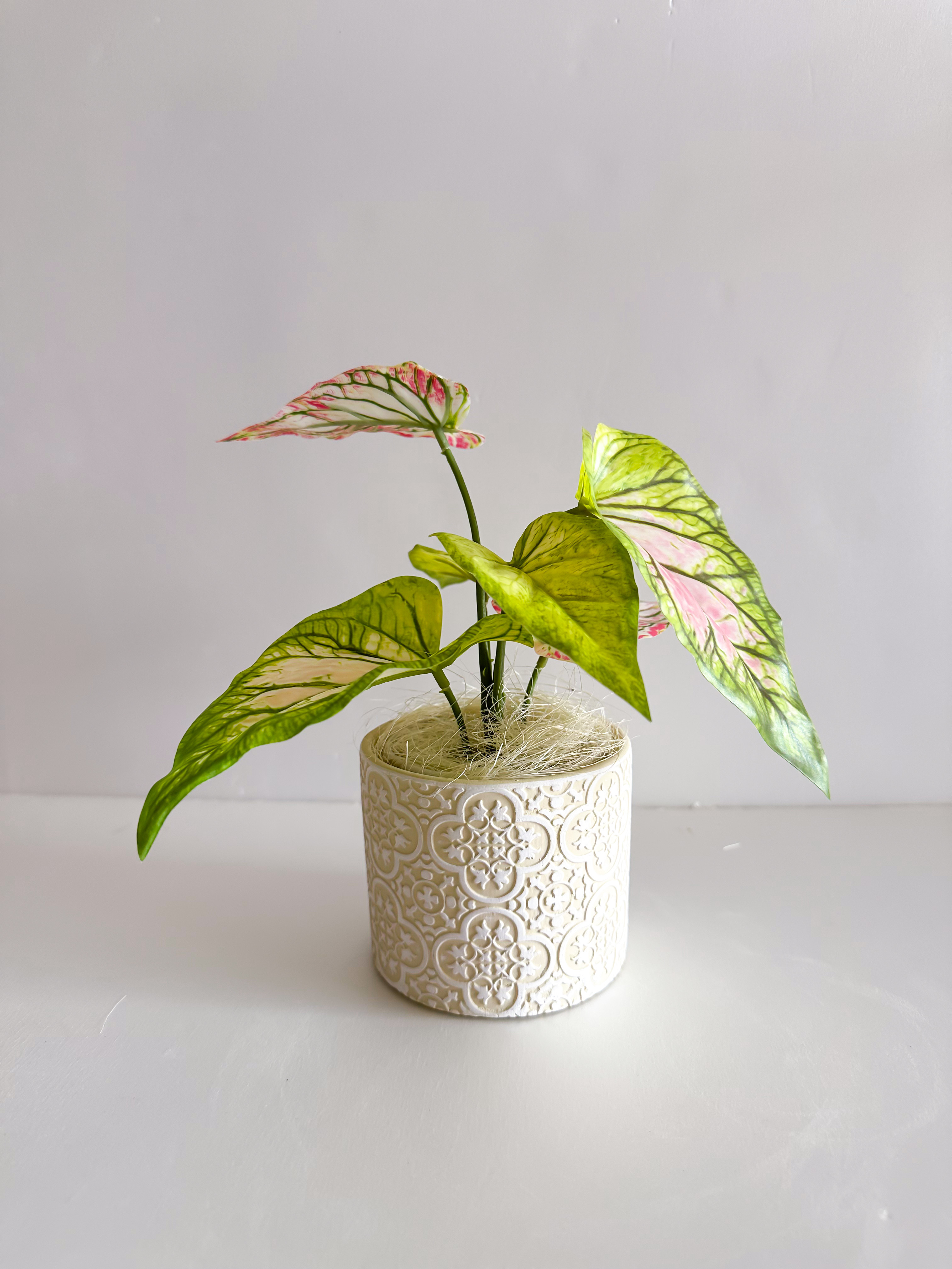 斑入りカラジウム フェイクグリーン（エクリュ柄ポット）