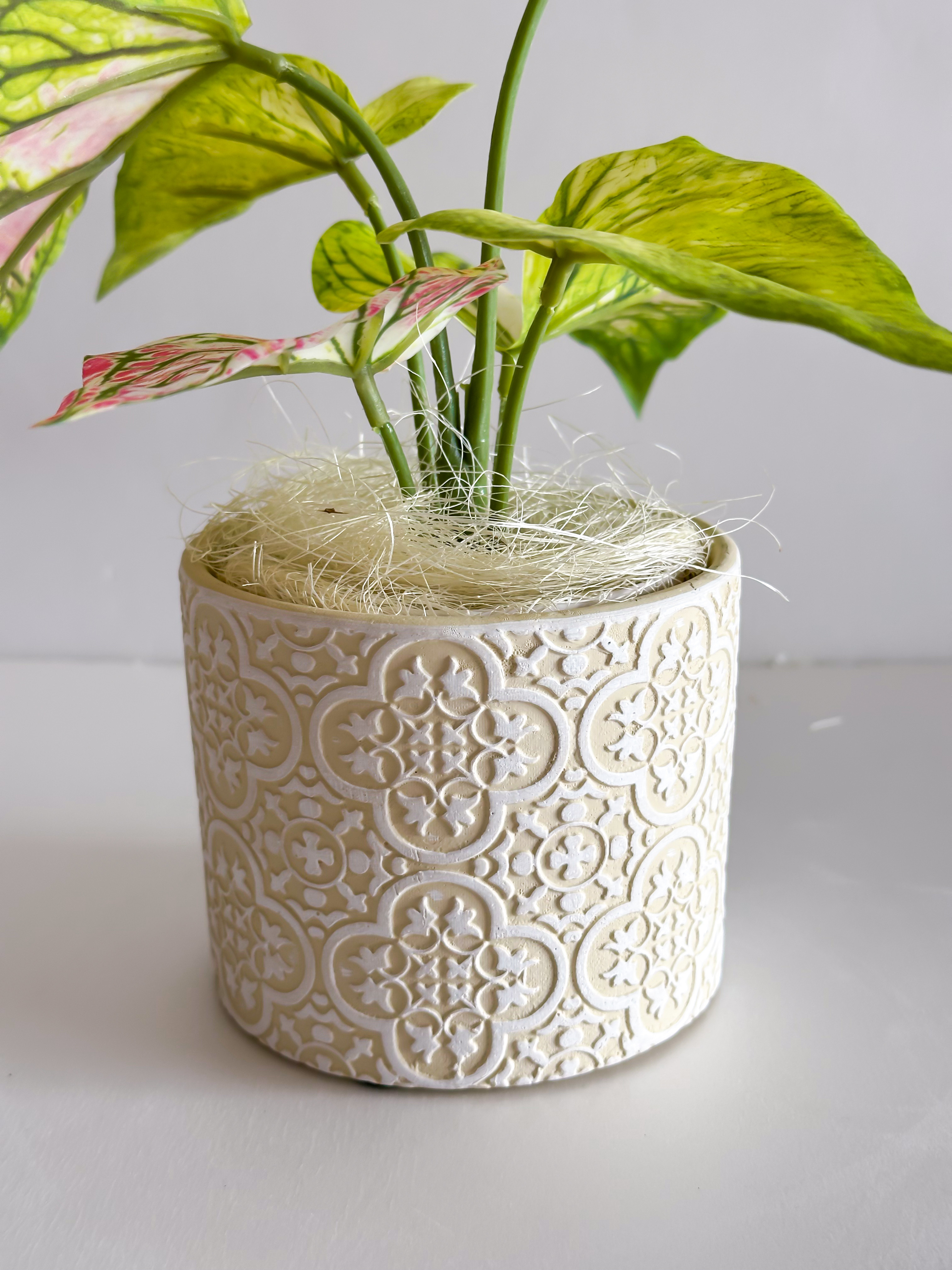 斑入りカラジウム フェイクグリーン（エクリュ柄ポット）