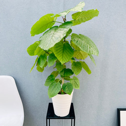 現品］【希少】かっこいい！ 4番 ドラセナ コンシンネ マジナータ